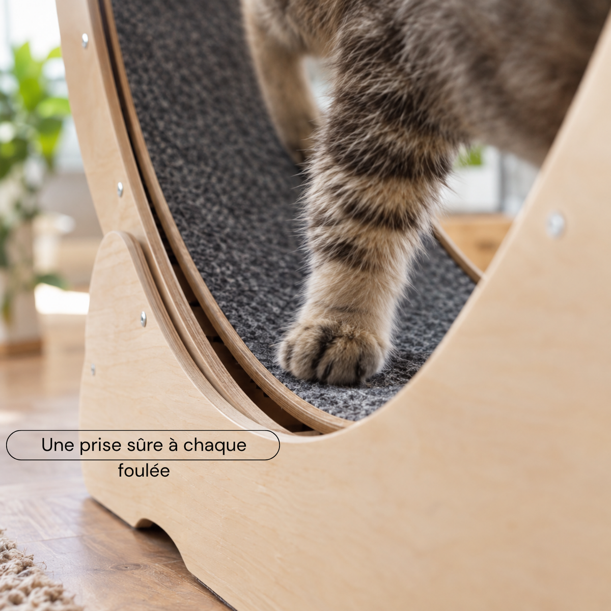 Roue pour chat M — le format polyvalent pour chats moyens