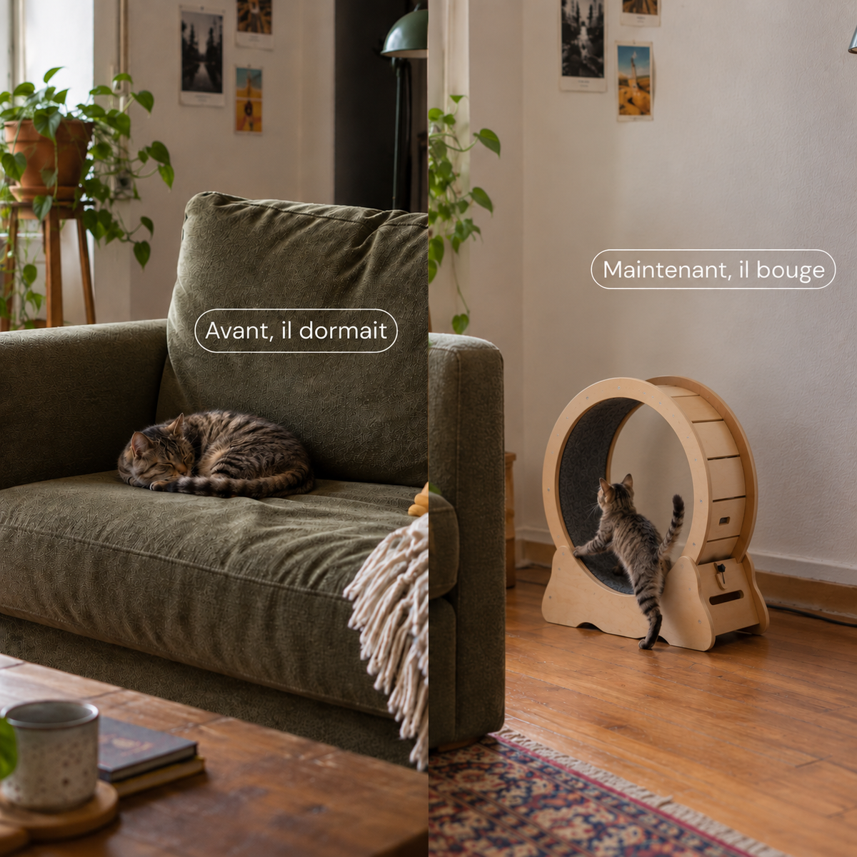 Roue pour chat S — format compact pour petits chats