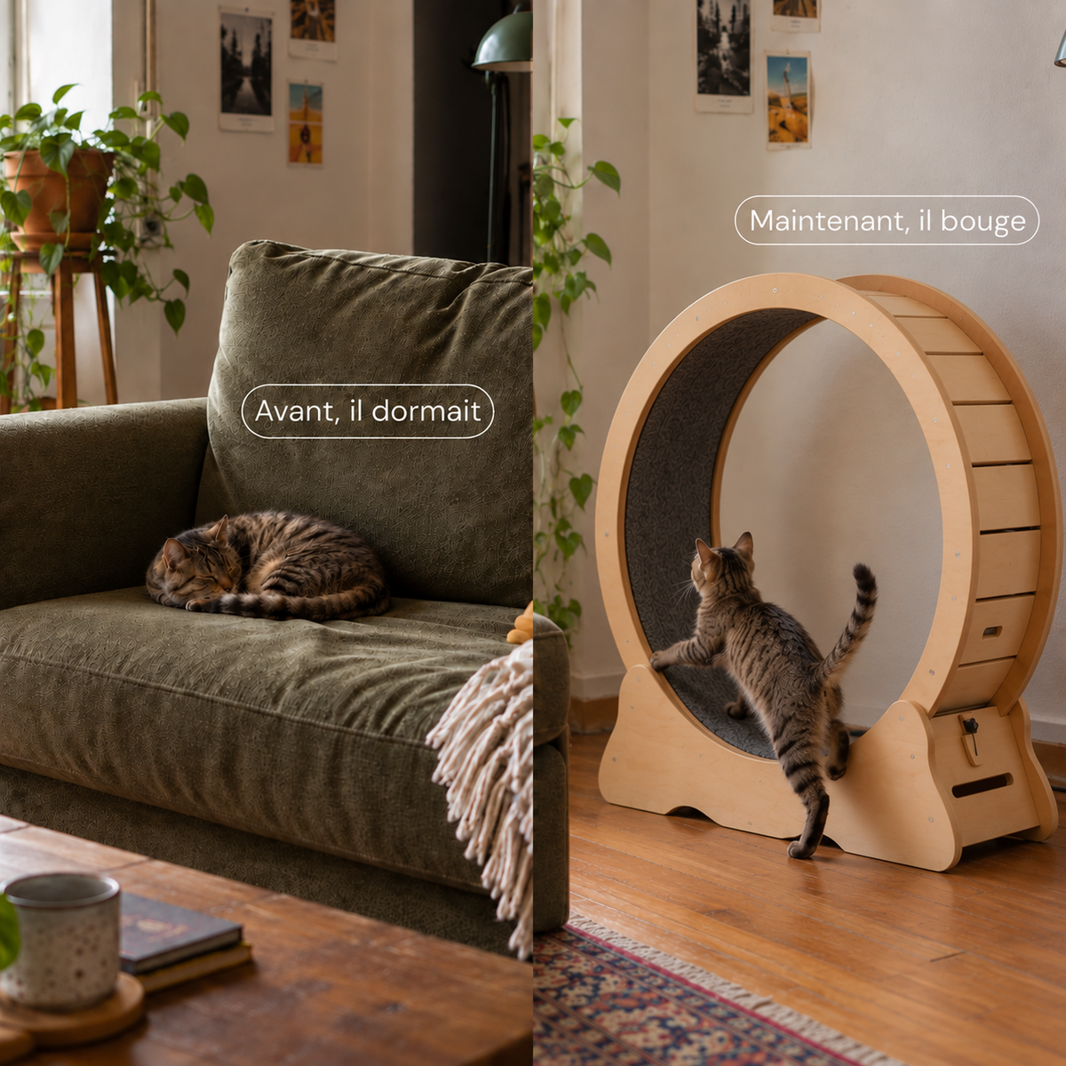 Roue pour chat M — le format polyvalent pour chats moyens