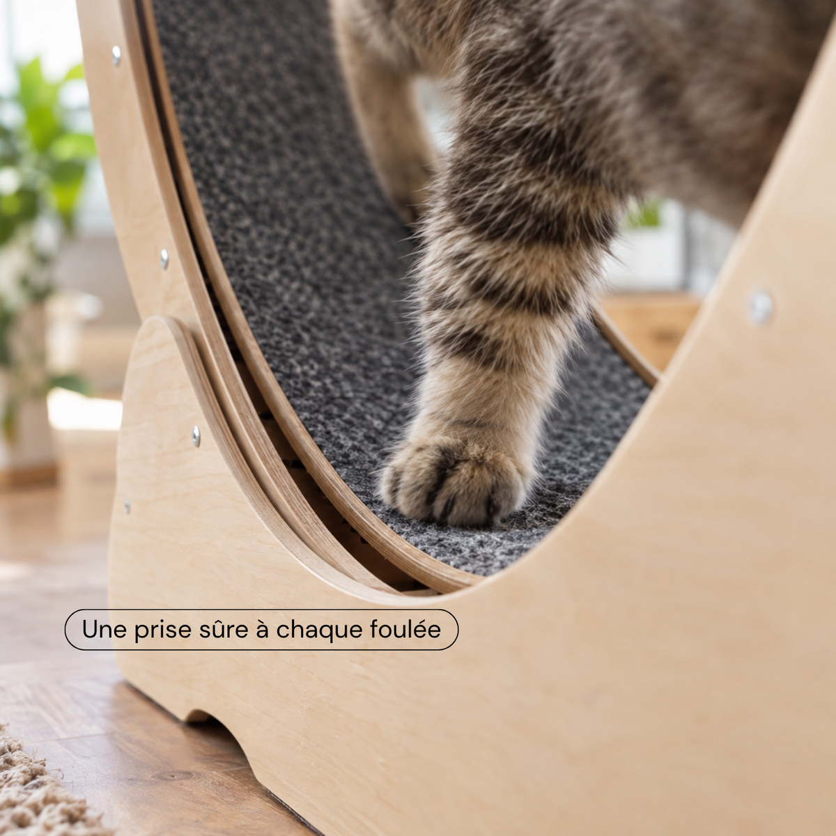 Roue pour chat S — format compact pour petits chats